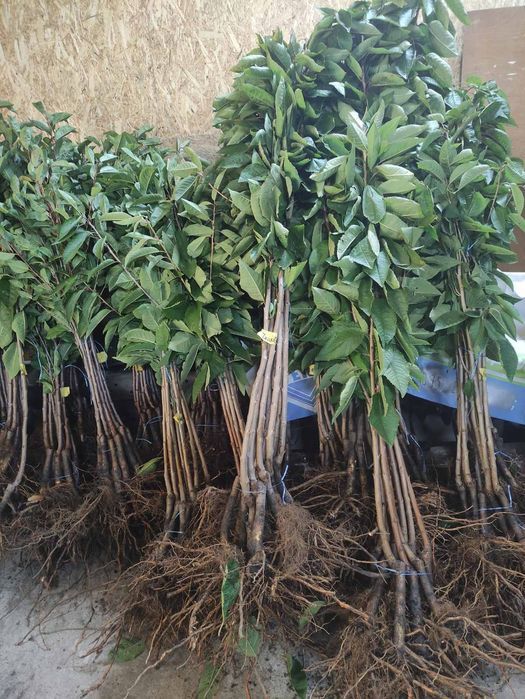 Саженцы плодовых Яблоню Груша Персик Черешня Вишня,Колоновидные, є все