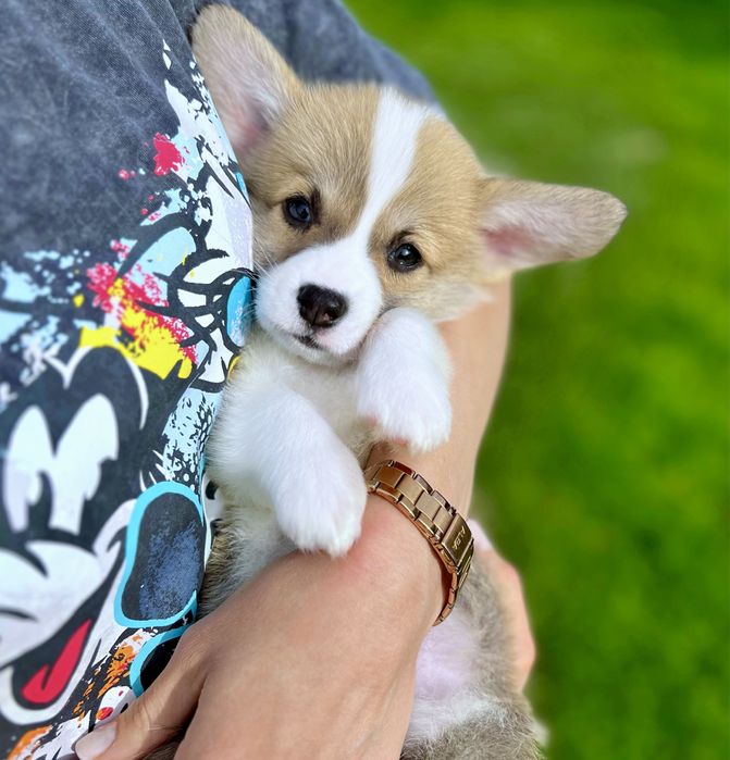 Вельш корги пемброк