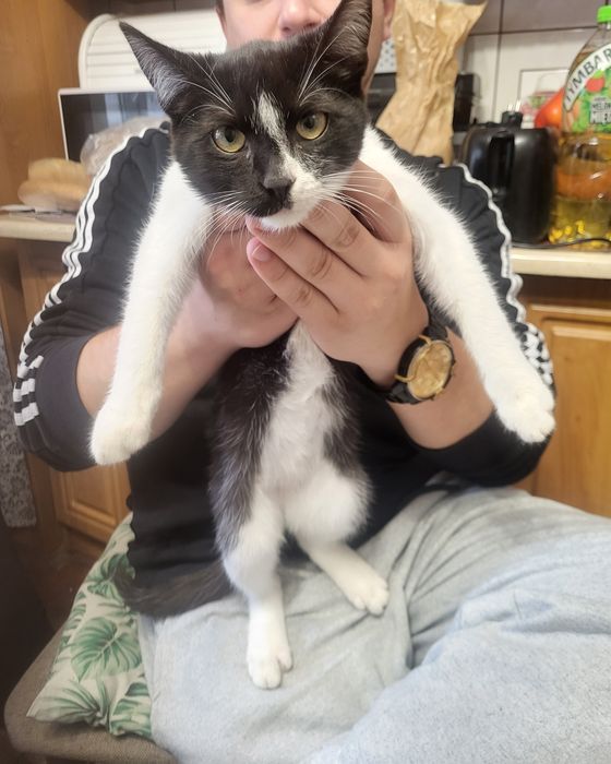 Kociak do adopcji pilnie szukaja domku koty samce młode