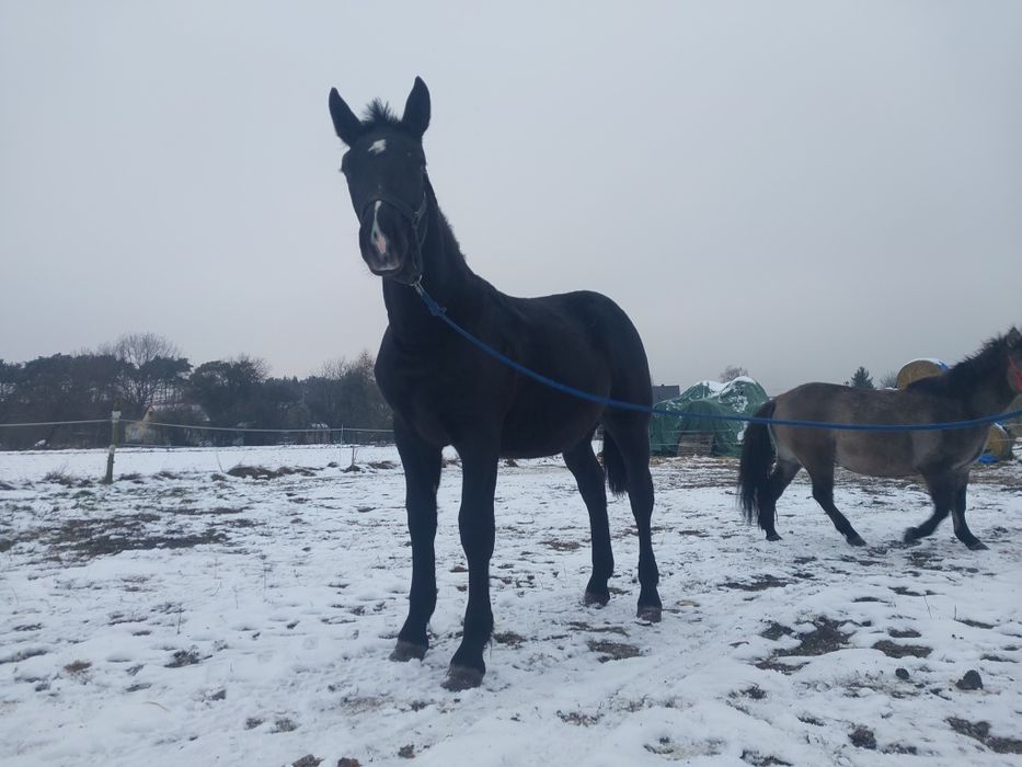 Ogierek zimnokrwisty