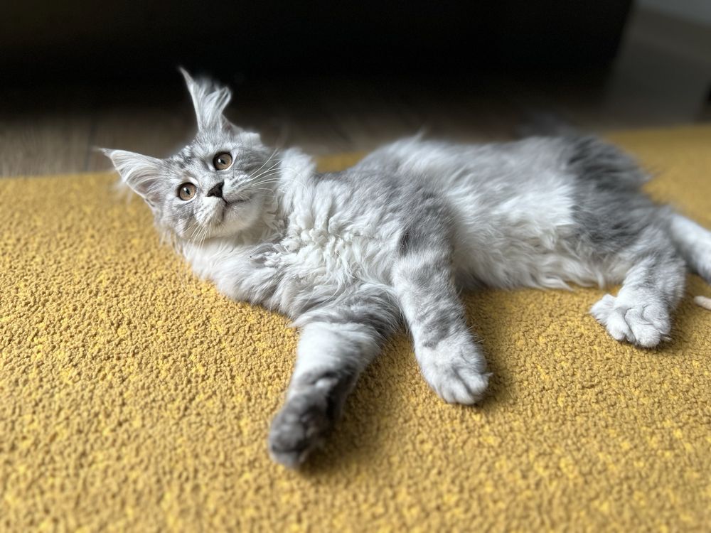 Piękna koteczka Maine Coon, rodowód FPL