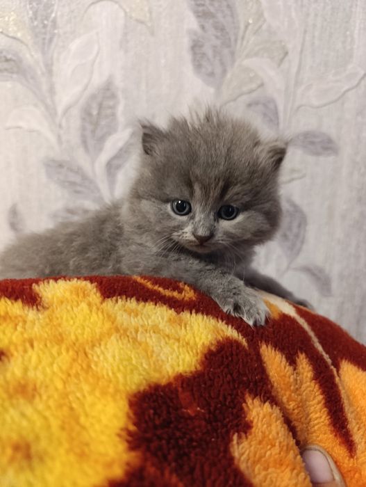 Шотландські кошенята