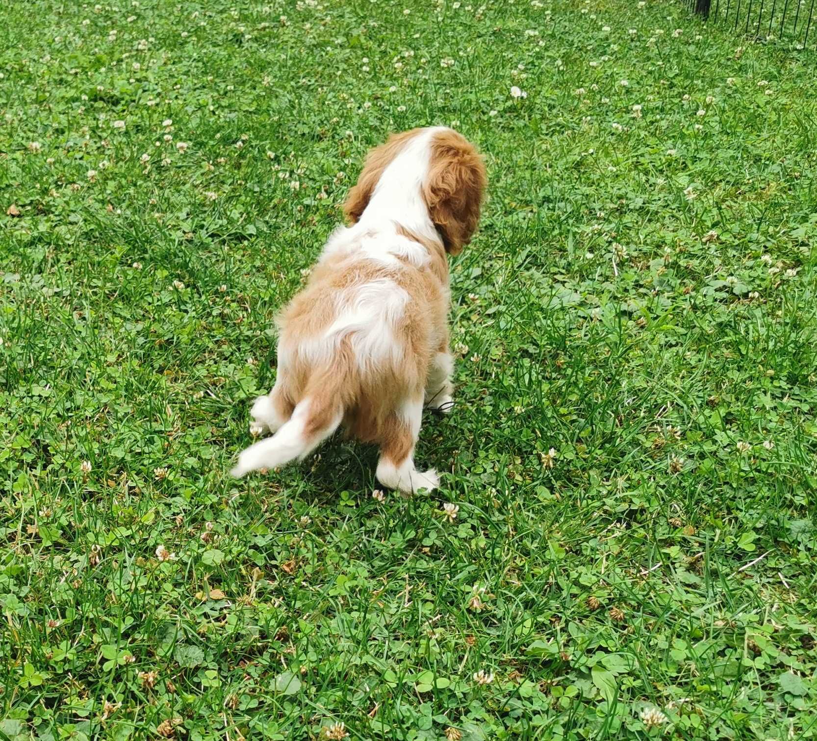 Cudowna dziewczynka rasy CAVALIER !  Gotowa do odbioru !