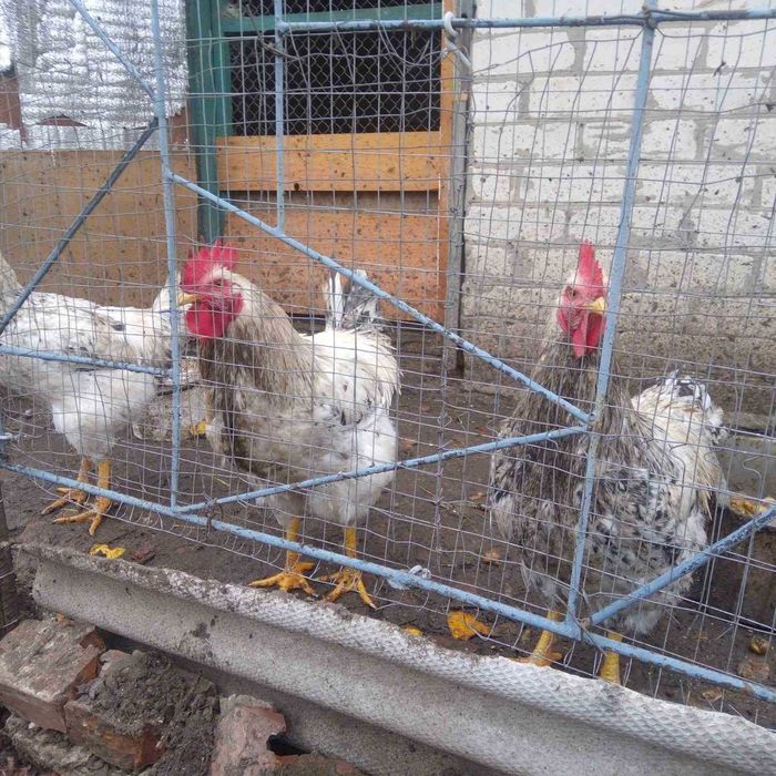 Продам домашних петухов