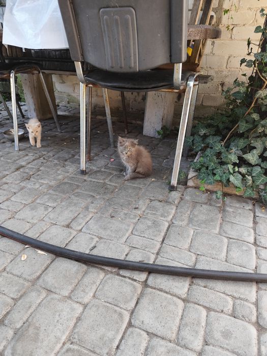 Кошенята в добрі руки