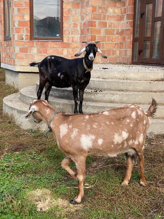 Англо-нубійські кози