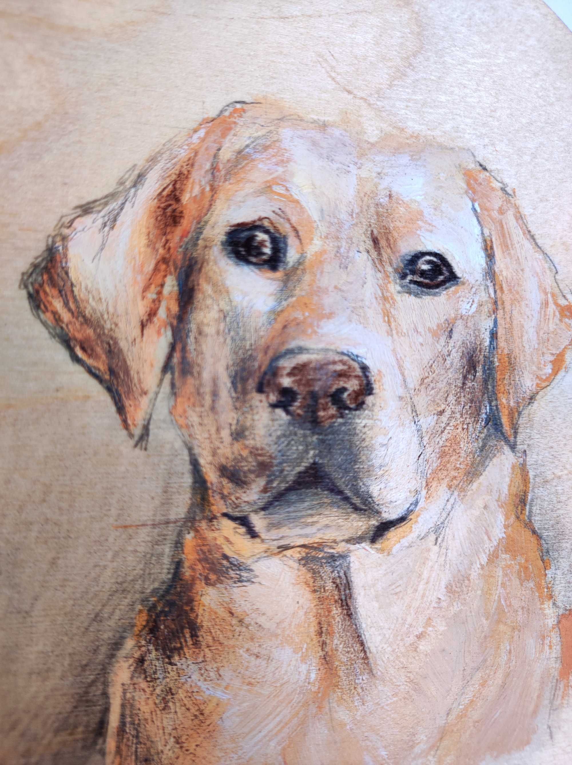 Labrador retriever portret psa pies