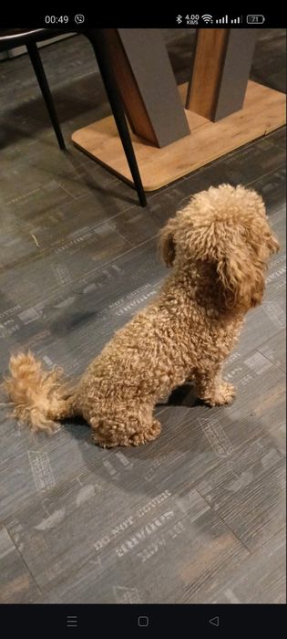 Той пудель вязка