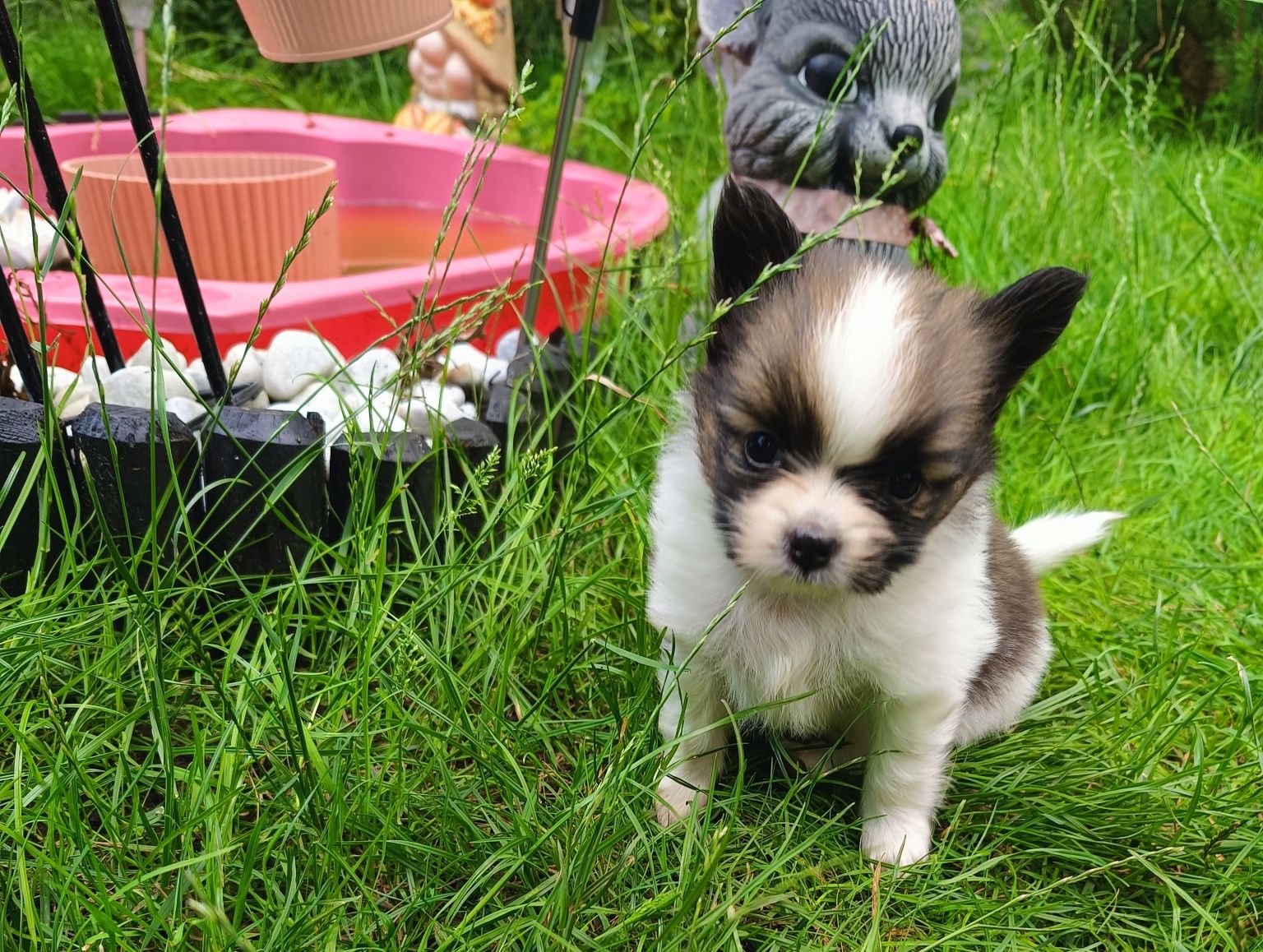 Papillon piesek ZKwP FCI