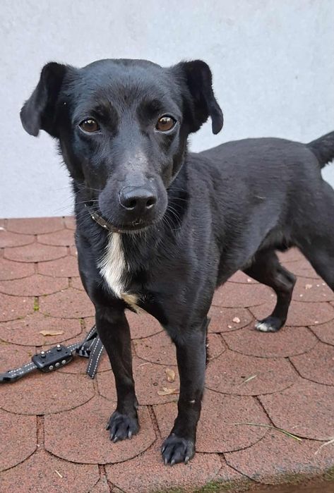 Murzynek-piesek z łańcucha o gołębim serduszku