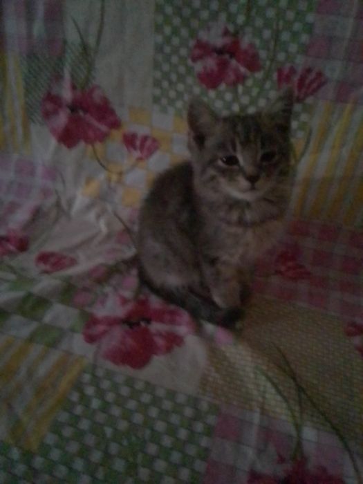 Продам дівчинку породи Скоттіш Страйт метис