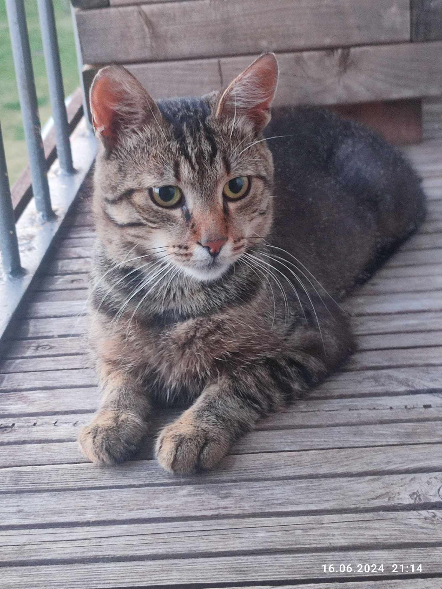 Kot do adopcji - Ptyś
