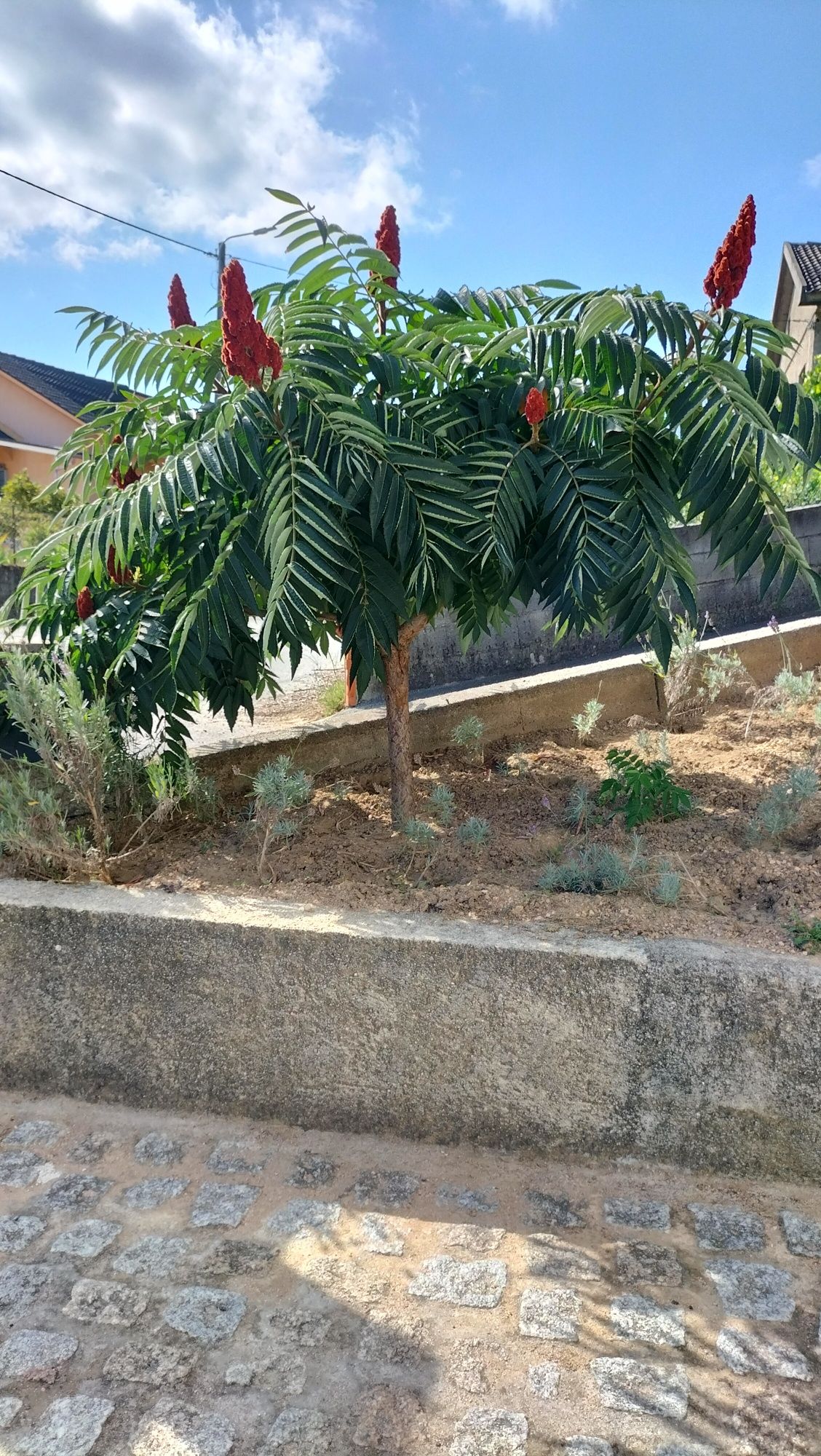 Rhus typhina, tenho várias para ceder