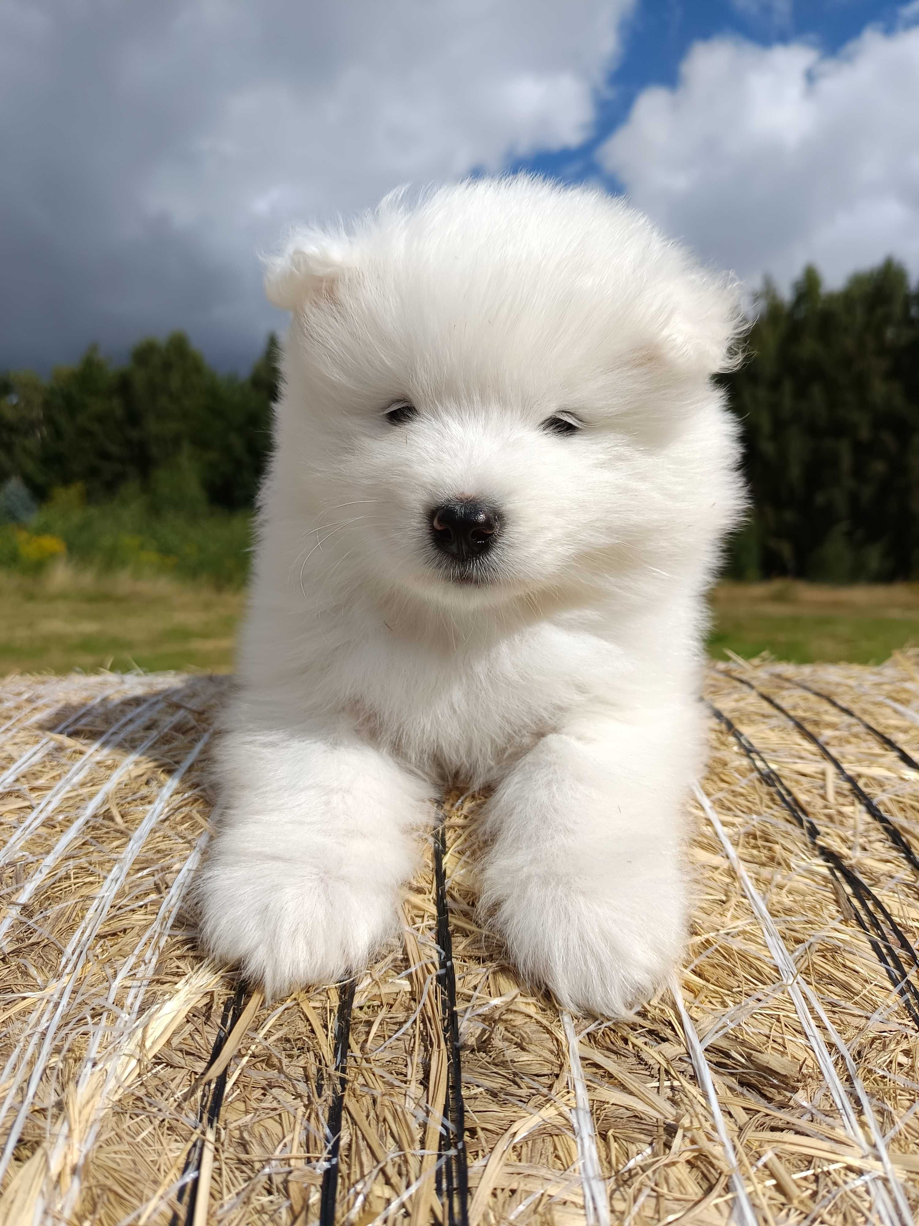 Samoyed szczenię Już do odbioru ZKwP FCI