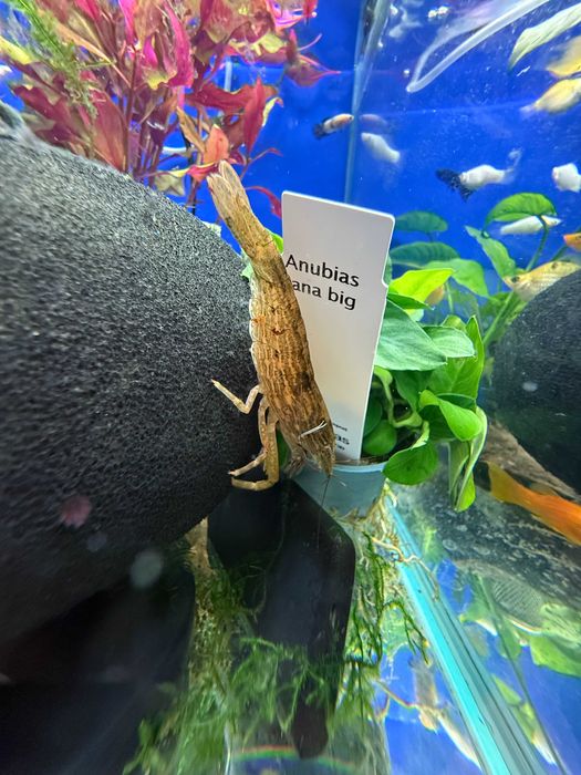 Krewetka filtrująca (Atyopsis moluccensis) 6-8cm