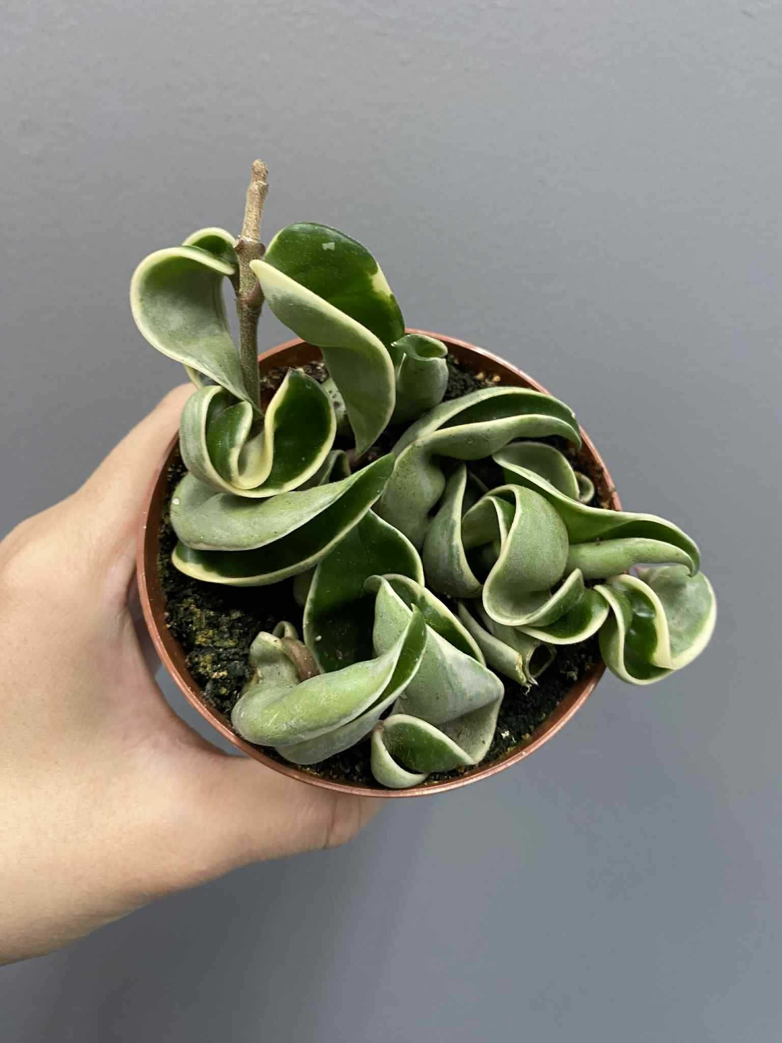 Hoja Compacta Variegata D 9 cm