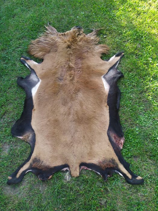 Skóra z barana kameruńskiego