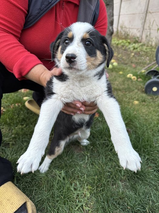 Собачка метис хлопчик