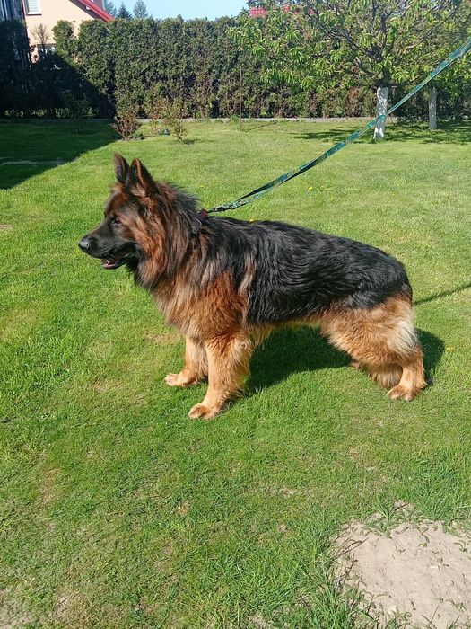 Owczarek niemiecki pies