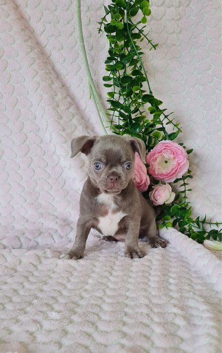 Excecional bonequinha lilac Chihuahua/Chiuaua. LinhagemRussa