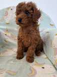 Pudel Toy Red xxs do hodowli,juz do odbioru!!!