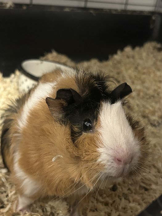 Морська свинка дівчинка