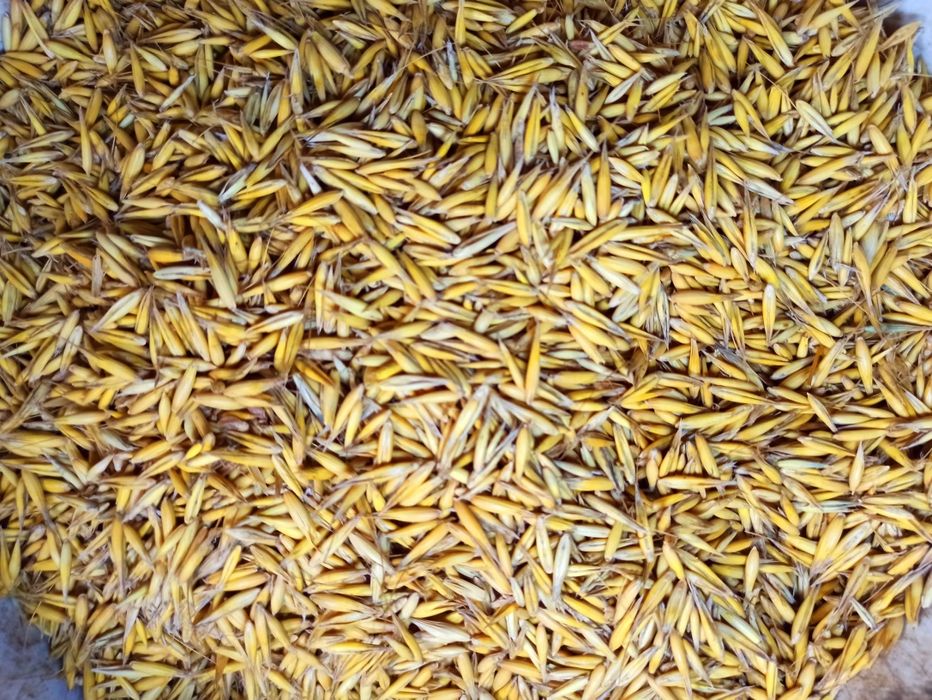 Sprzedam pszenicę pszenżyto owies