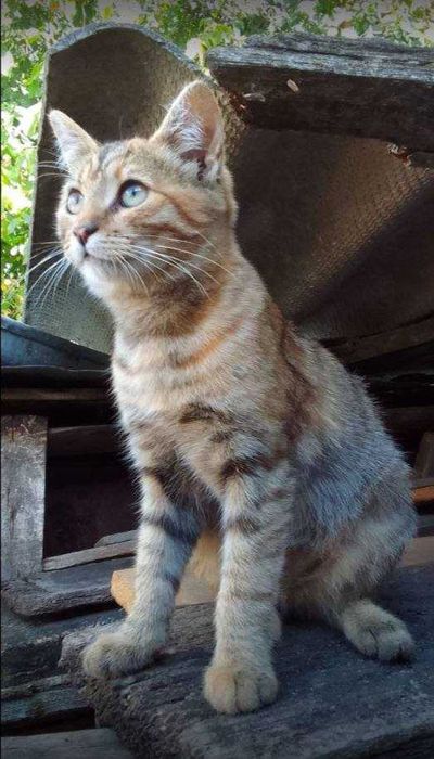 Киця красуня в добрі руки