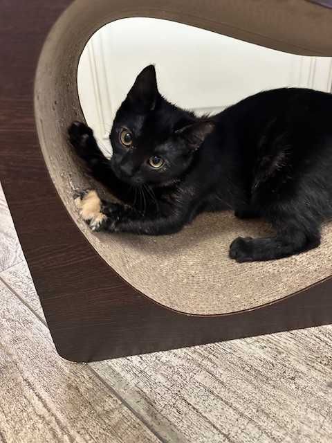 Чарівна дівчинка шукає родину.