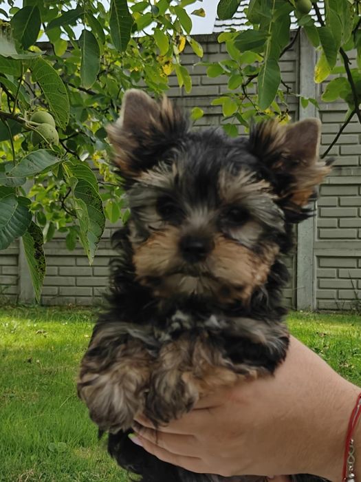 Yorkshire Terrier - suczka - ZKwP