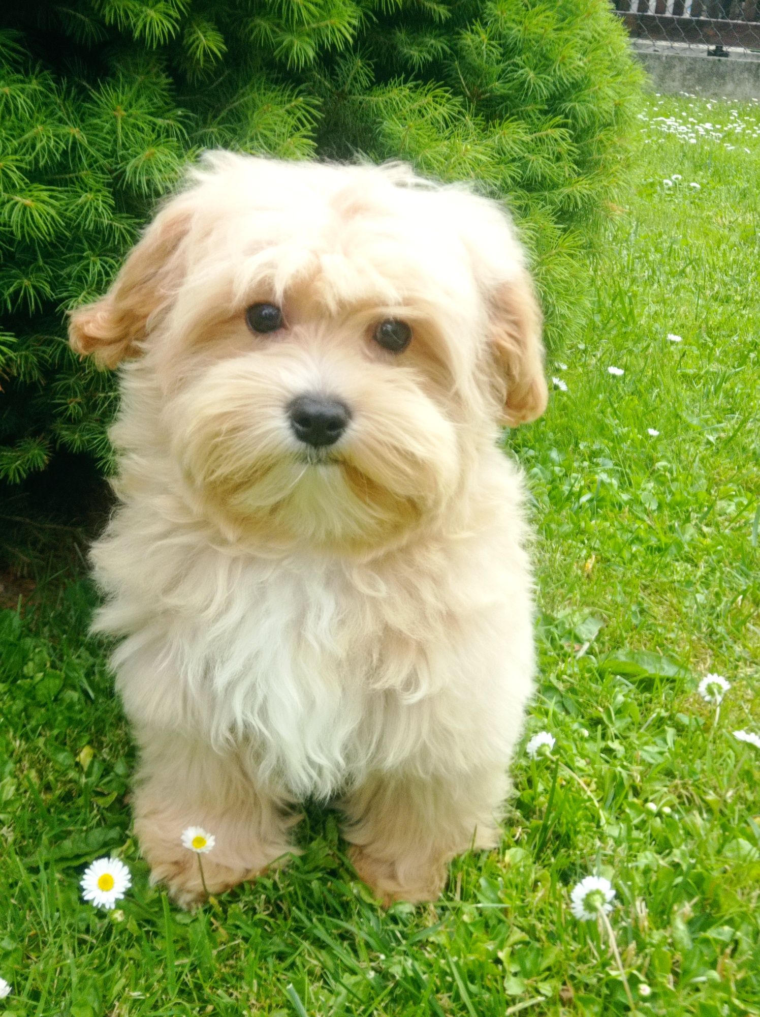 Maltipoo maltańczyk & pudel toy piesek
