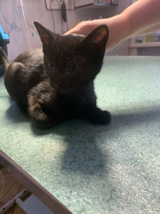 Врятовані кошенятка шукають домівки