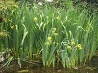 Lírio de flor amarela - planta para lago de jardim
