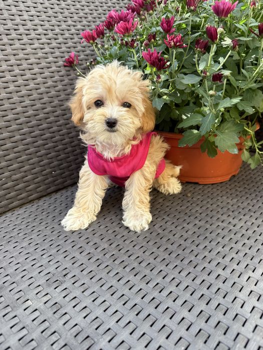 VIP мальтипу чіп паспорт