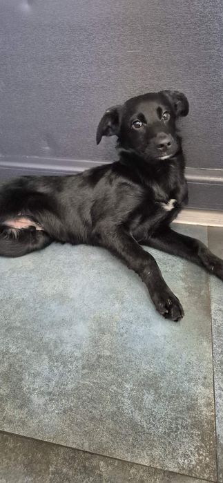 Szczeniak chłopczyk około 5 miesięcy