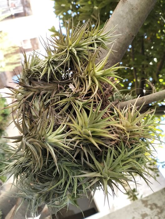 Planta Tillandsia