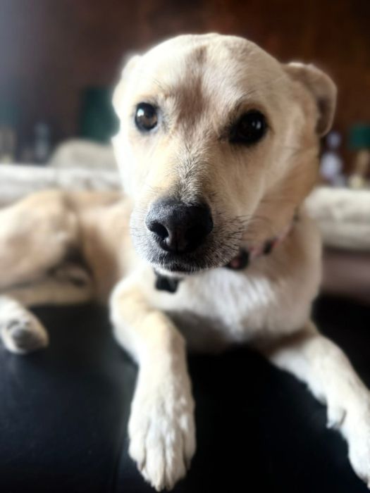 Z cieplego domu do zimnego kojca. Pilna adopcja!!!