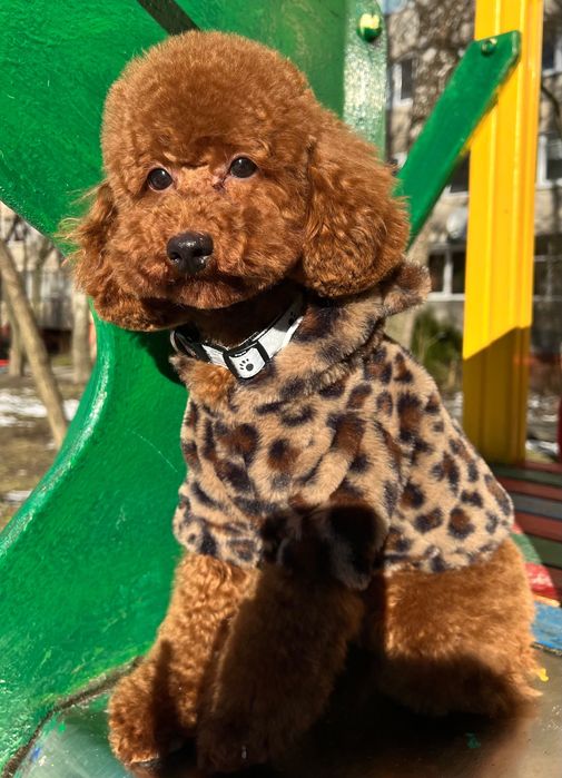 Вʼязка Той Пудель