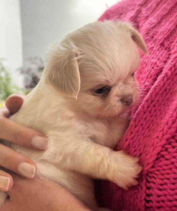 Chłopiec chihuahua długowłosy fci