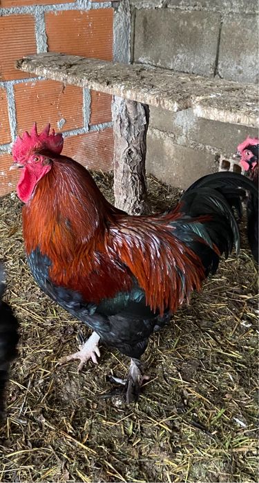 La Bresse Gauloise / Olive Egger - Ovos Galados