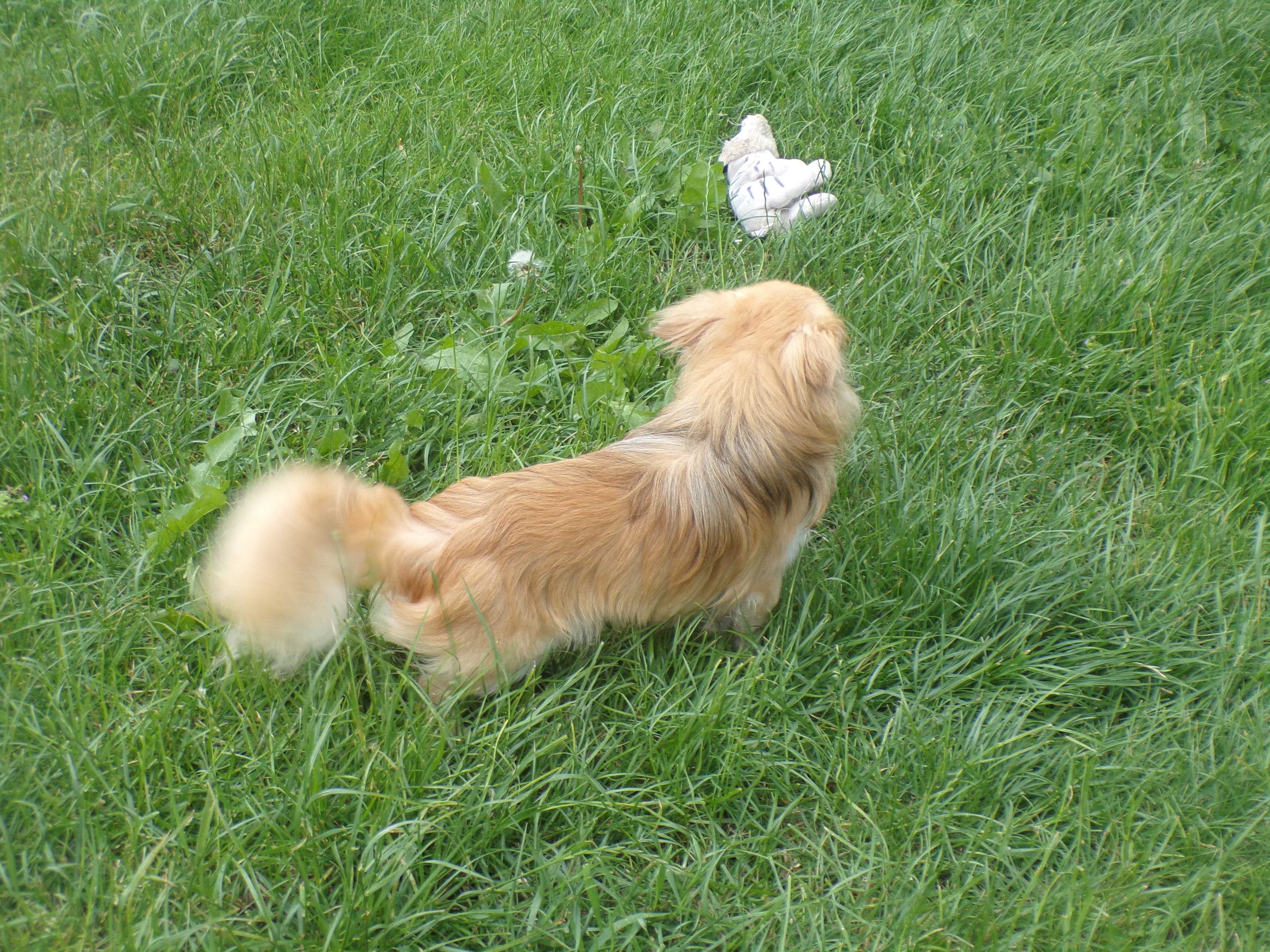 Sprzedam rocznego pieska chihuahua z rodowodem