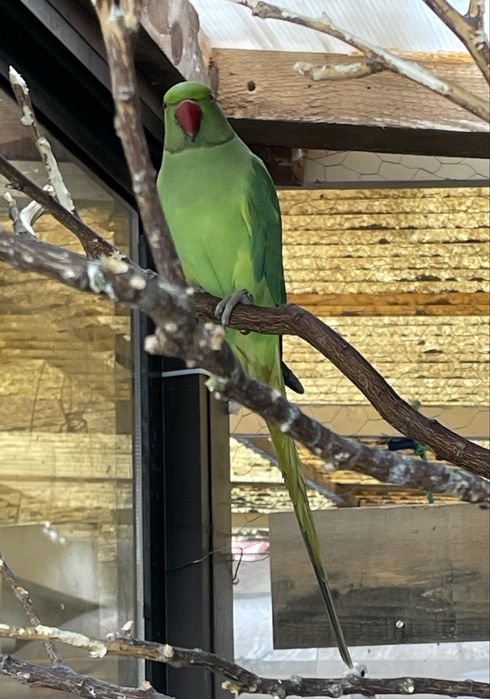 Ring neck macho verde