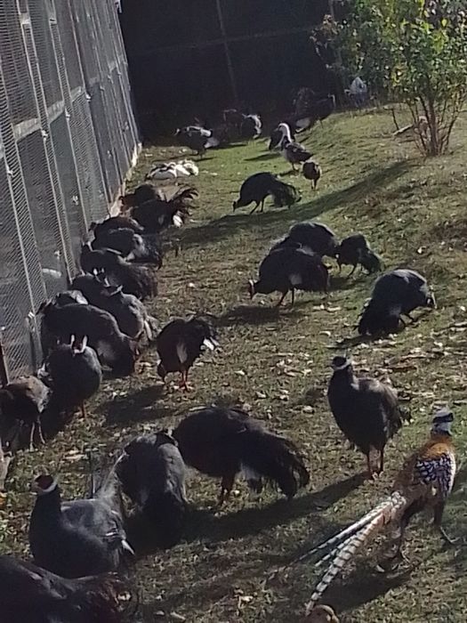 Sprzedam bażanty uszaki ine