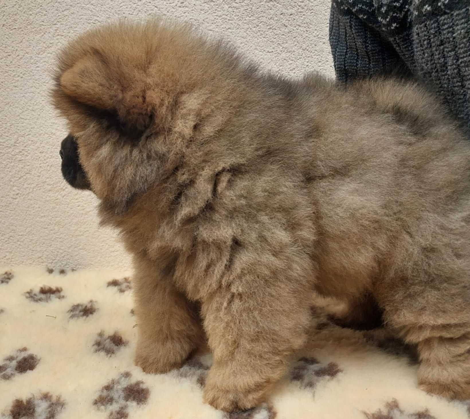 Chow chow ruda suczka ZKwP