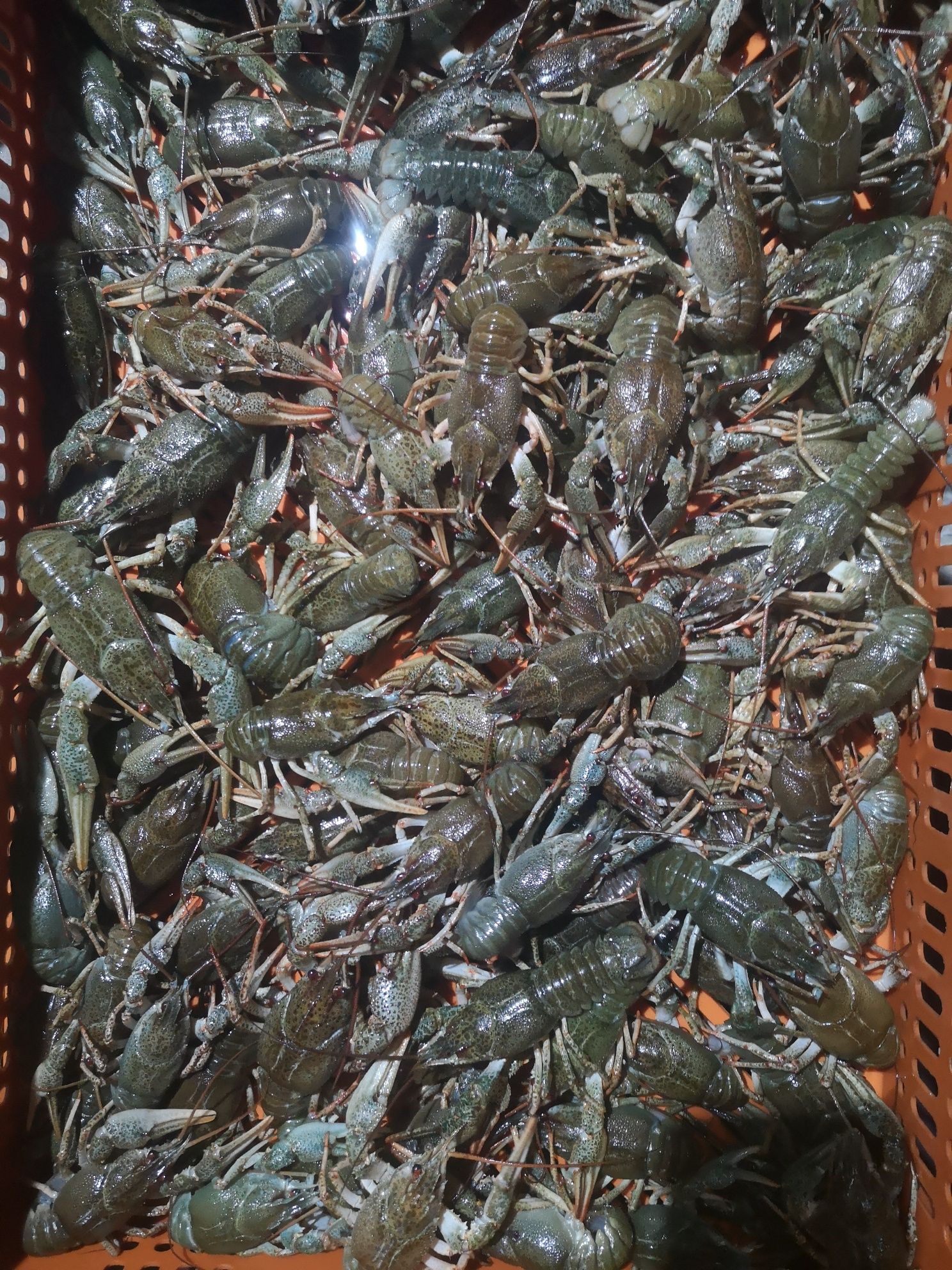 Продам живі та свіженькі раки