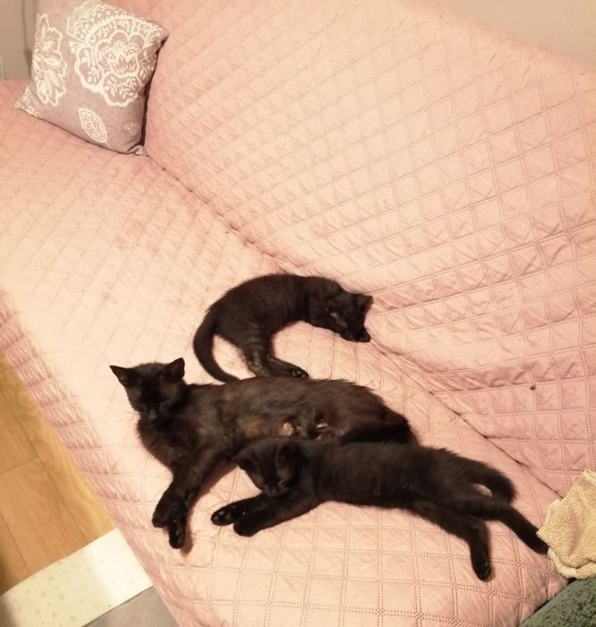 Małe czarne kotki do adopcji