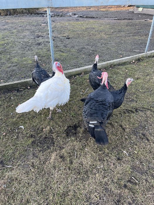 індики породисті