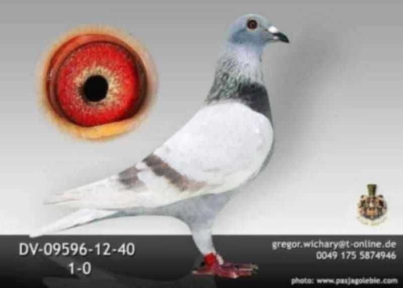 Wnuk x Wnuczka 808 K. Paszek gołębie pocztowe