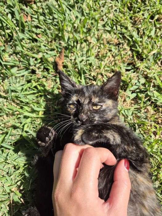 Gatinha Bebé para Adoção