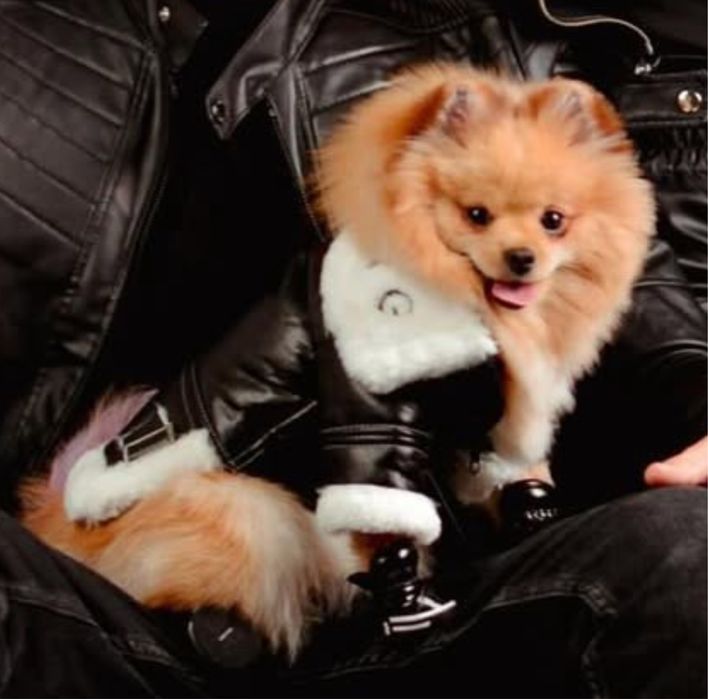 Стильна шкіряна куртка для собаки